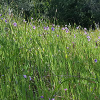 Purple wildflower field wild habitat for bees.